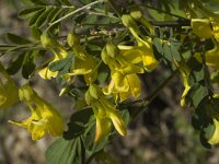 Hippocrepis emerus ssp emerus 5, Saxifraga-Marijke Verhagen