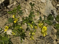 Hippocrepis emerus ssp emerus 6, Saxifraga-Marijke Verhagen