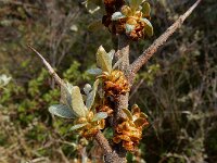 Hippophae rhamnoides 61, Duindoorn, male, Saxifraga-Ed Stikvoort : duindoorn Kop van Schouwen s9900