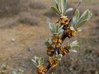 Hippophae rhamnoides 62, Duindoorn, male, Saxifraga-Ed Stikvoort : weichselboom Kop van Schouwen Zutphen Beesd - Culemborg Breda