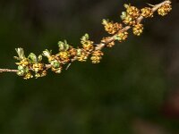 Hippophae rhamnoides 65, Duindoorn, Saxifraga-Jan van der Straaten