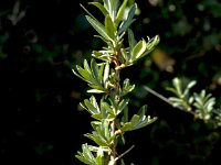 Hippophae rhamnoides 69, Duindoorn, Saxifraga-Jan van der Straaten