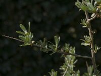 Hippophae rhamnoides 71, Duindoorn, Saxifraga-Jan van der Straaten