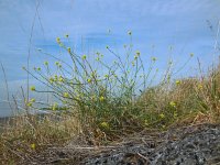 Hirschfeldia incana 1, Grijze mosterd, Saxifraga-Ed Stikvoort