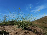 Hirschfeldia incana 17, Grijze mosterd, Saxifraga-Ed Stikvoort