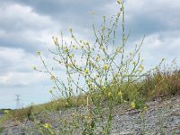 Hirschfeldia incana 20, Grijze mosterd, Saxifraga-Ed Stikvoort