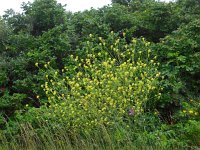 Hirschfeldia incana 3, Grijze mosterd, Saxifraga-Ed Stikvoort