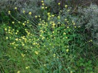 Hirschfeldia incana 5, Grijze mosterd, Saxifraga-Ed Stikvoort