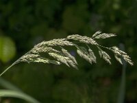 Holcus lanatus 35, Gestreepte witbol, Saxifraga-Jan van der Straaten