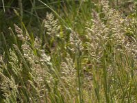 Holcus lanatus 36, Gestreepte witbol, Saxifraga-Jan van der Straaten