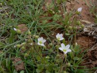 Holosteum umbellatum ssp glutinosum 16, Saxifraga-Ed Stikvoort : Jerevan - Garni s9900