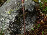 Homogyne alpina 7, Saxifraga-Ed Stikvoort