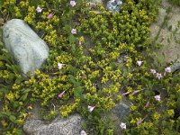 Sea sandwort  Honckenya peploides; growing between boulders on beach : Honckenya peploides, beach, boulder, flora, floral, green, greenish, natural, nature, plant, rock, Sea sandwort, vascular