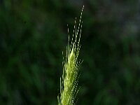 Hordelymus europaeus 1, Bosgerst, Saxifraga-Jan van der Straaten