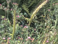 Hordeum bulbosum 1, Saxifraga-Inigo Sanchez