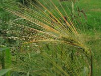 Hordeum distichon, Two-rowed Barley