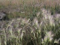 Hordeum jubatum