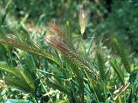 Hordeum leporinum