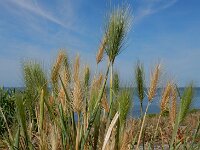 Hordeum marinum 24, Zeegerst, Saxifraga-Ed Stikvoort : s9900