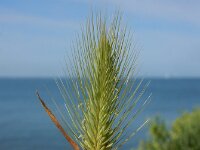 Hordeum marinum 27, Zeegerst, Saxifraga-Ed Stikvoort : s9900