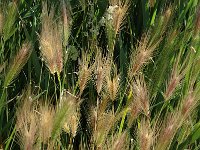 Hordeum murinum, Wall Barley