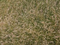 Hordeum secalinum 2, Veldgerst, Saxifraga-Peter Meininger