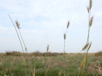Hordeum secalinum 4, Veldgerst, Saxifraga-Ed Stikvoort