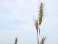 Hordeum secalinum 5, Veldgerst, Saxifraga-Ed Stikvoort