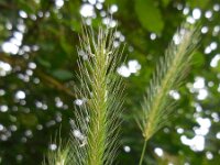 Hordeum secalinum 6, Veldgerst, Saxifraga-Ed Stikvoort