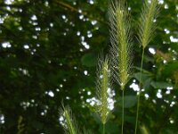 Hordeum secalinum 7, Veldgerst, Saxifraga-Ed Stikvoort