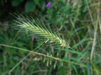 Hordeum secalinum 8, Veldgerst, Saxifraga-Ed Stikvoort
