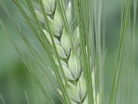 Hordeum vulgare, Barley