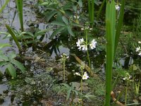 Hottonia palustris 10, Waterviolier, Saxifraga-Hans Boll