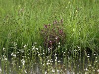 Hottonia palustris 11, Waterviolier, Saxifraga-Hans Boll
