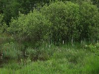 Hottonia palustris 55, Waterviolier, Saxifraga-Hans Boll