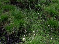 Hottonia palustris 58, Waterviolier, Saxifraga-Hans Boll