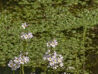 Hottonia palustris 71, Waterviolier, Saxifraga-Jan van der Straaten