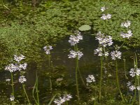 Hottonia palustris 73, Waterviolier, Saxifraga-Jan van der Straaten