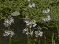 Hottonia palustris 74, Waterviolier, Saxifraga-Jan van der Straaten