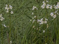 Hottonia palustris 76, Waterviolier, Saxifraga-Jan van der Straaten