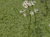 Hottonia palustris 77, Waterviolier, Saxifraga-Jan van der Straaten