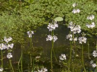 Hottonia palustris 79, Waterviolier, Saxifraga-Jan van der Straaten