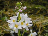 Hottonia palustris 83, Waterviolier, Saxifraga-Ed Stikvoort