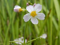 Hottonia palustris 84, Waterviolier, Saxifraga-Ed Stikvoort