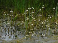 Hottonia palustris 85, Waterviolier, Saxifraga-Ed Stikvoort