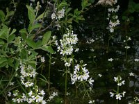 Hottonia palustris 9, Waterviolier, Saxifraga-Hans Boll