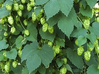 Common hop (Humulus lupulus) with many cone shaped fruits  Common hop (Humulus lupulus) with many cone shaped fruits : autumn, bell, bells, Common hop, cone, cone shaped, cones, fall, female, flora, floral, foliage, fruit, fruits, green, growth, hops, Humulus lupulus, leaf, leaves, many, natural, nature, no people, nobody, outdoors, outside, plant, rich, summer, summertime, vascular plant, wild, wildflower