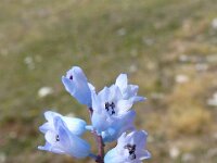 Hyacinthella dalmatica