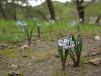 Hyacinthella millingenii