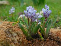 Hyacinthella millingenii 2, Saxifraga-Ed Stikvoort